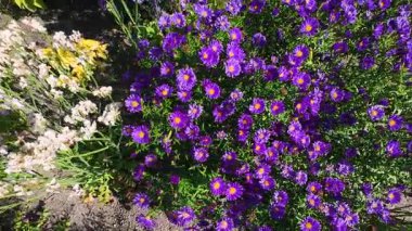 Bahçede çiçek açan paskalya çiçekleri. Arılar ve kelebekler çiçeklerin üzerinde uçar.