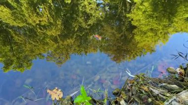 Göletin su yüzeyi ağaçları ve gökyüzünü yansıtıyor..