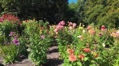 Bahçede renkli çiçekler ve yıldız çiçeklerinden yataklar.