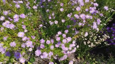 Mor paskalya çiçeklerinden oluşan canlı bir tarla tamamen çiçek açmış. Arılar ve kelebekler çiçeklerin üzerinde uçar.