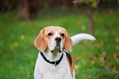 Köpek Beagle cinsi yeşil çimlerin üzerinde duruyor.