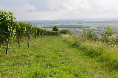 Güney Almanya üzüm bağları