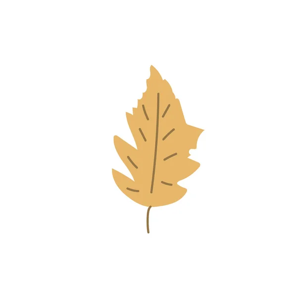 简朴的手绘和涂鸦叶秋天植物学自然当代流行矢量元素在白色背景下的图解 — 图库矢量图片