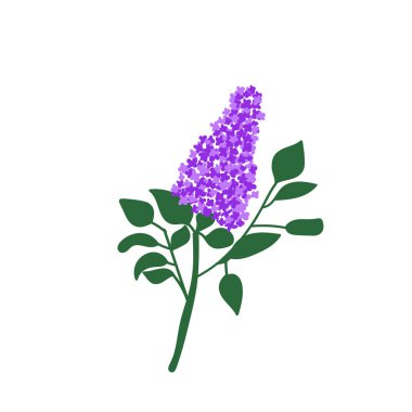 Lilac branch. Colorful flowers with four petals. Vector illustration , perfect for print, wedding design