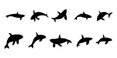 Orka balinaları. Deniz hayvanı öldüren balinalar. İskandinav tarzında bir deniz hayvanı.