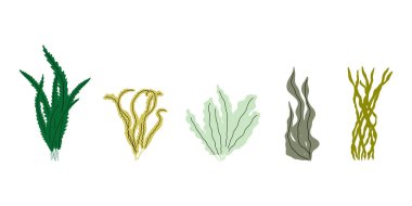 Coral. Underwater plant. Vector illustration in scandinavian style. Seaweed.