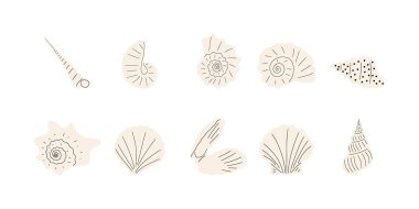 Tropical underwater seashell. Hand drawn sea mollusk shellfish element. Vector illustration in scandinavian style.