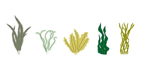 Korall Víz Alatti Növény Vektor Illusztráció Skandináv Stílusban Tengeri Moszat — Stock Vector