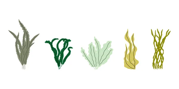 Coral Underwater Plant Vector Illustration Scandinavian Style Seaweed — Stok Vektör