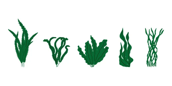 Coral Planta Subaquática Ilustração Vetorial Estilo Escandinavo Algas Marinhas — Vetor de Stock