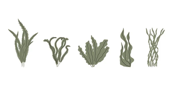 Coral Podvodní Rostlina Vektorová Ilustrace Skandinávském Stylu Chaluhy — Stockový vektor