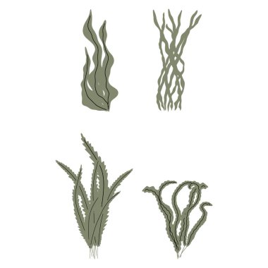 Coral. Underwater plant. Vector illustration in scandinavian style. Seaweed.