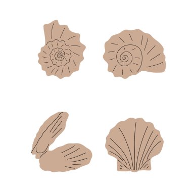 Tropical underwater seashell. Hand drawn sea mollusk shellfish element. Vector illustration in scandinavian style.