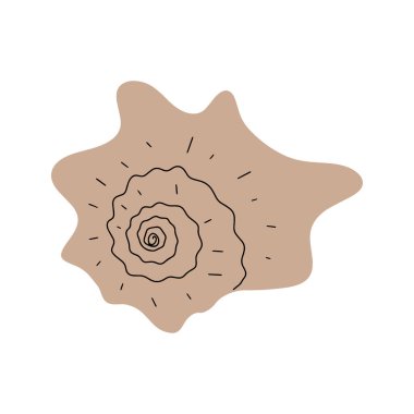 Tropical underwater seashell. Hand drawn sea mollusk shellfish element. Vector illustration in scandinavian style.