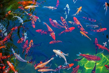 Japon balıklarını besle. Gölette yüzer, manzaranın zirvesinde.