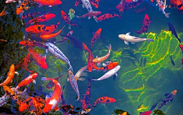 日本五彩斑斓的鱼在池塘里游泳的背景 — 图库照片