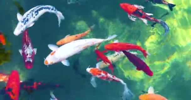 Beyaz Çok Renkli Japon Balıkları Gölette Yüzer Manzarası Güzeldir — Stok video