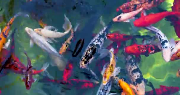 Eed Kleurrijke Japanse Karpers Zwemmen Het Water Vijver Bovenaanzicht — Stockvideo