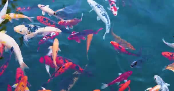 Kolorowe Orientalne Ryby Karpia Pływać Wodzie Stawie Widok Góry — Wideo stockowe
