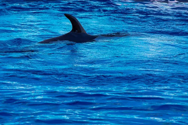 Δελφίνι Που Κολυμπάει Στο Νερό Θεραπεία Δελφινιών Οριζόντια — Φωτογραφία Αρχείου