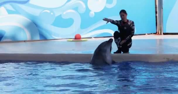 Schattig Dolfijn Spinnen Het Water Onder Leiding Van Een Trainer — Stockvideo