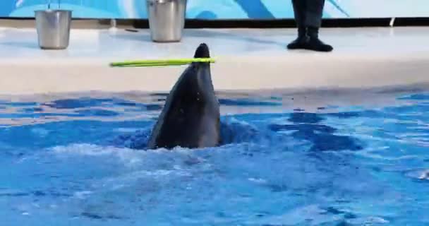 돌고래는 말굽을 비틀고 있습니다 돌고래 — 비디오