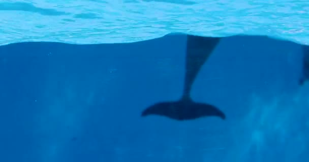 青い水の下のイルカの尾 — ストック動画