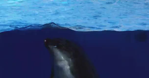 イルカは食べ物のために水の中にいくつかの結果 イルカショー — ストック動画