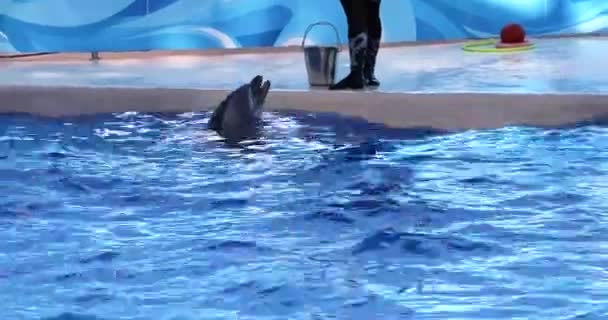 Golfinho Treinado Executa Comandos Para Corte Espectáculo Golfinhos — Vídeo de Stock