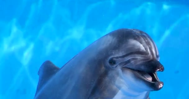 Schattig Dolfijnen Muilkorf Onder Water Close Wilde Wereld — Stockvideo