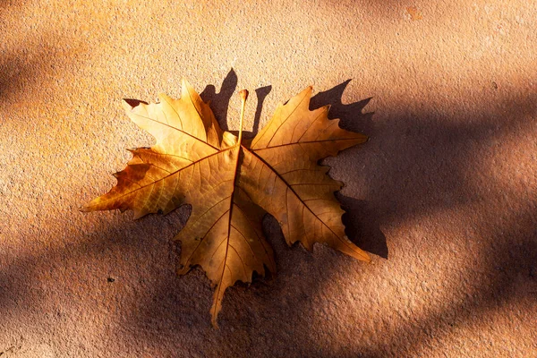 Сухой Кленовый Лист Поверхности Освещенный Солнцем Горизонта — стоковое фото