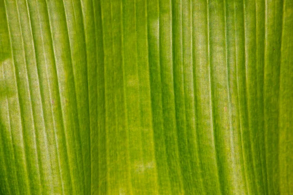 Abstrato Verde Natural Fundo Banana Folha Closeup — Fotografia de Stock