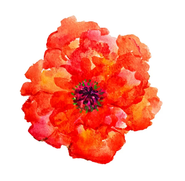 Aquarela Ilustração Desenhada Mão Flor Papoula Vermelha Isolada Fundo Branco — Fotografia de Stock
