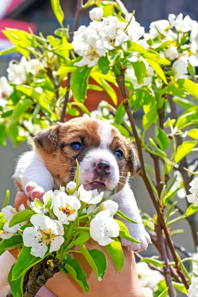 cute little puppy bitch jack russell terrier squint in the sun near a flowering pear. Natural background. Home garden vertical format