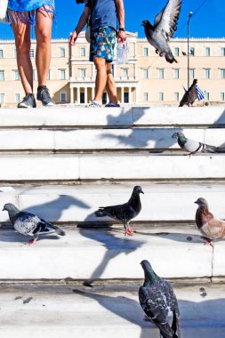 Merdivenlerde güvercinler