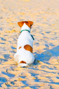 Jack Russell sırtı kumlu bir sahilde