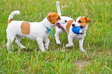Jack Russell çimenlerde top oynuyor.