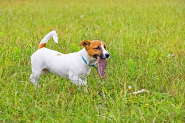Jack Russell ağaç kabuğuyla oynuyor.