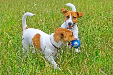 Jack Russell çimenlerde top oynuyor.