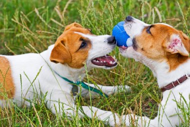 Jack Russell çimenlerde top oynuyor.