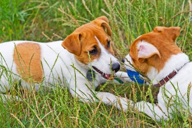 Jack Russell çimenlerde top oynuyor.