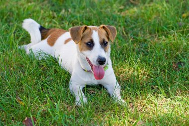 Jack Russell yeşil çimlerin üzerinde yatıyor.