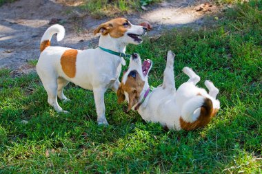 Jack Russell 'ın yavruları birbirleriyle oynuyorlar.