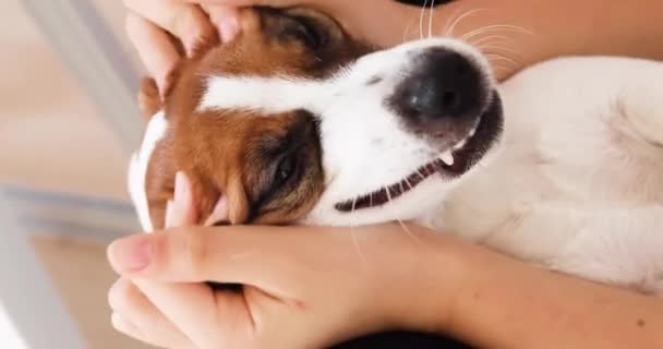 Streicheln Eines Niedlichen Maulkorb Jack Russell Terrier Aus Nächster Nähe — Stockvideo
