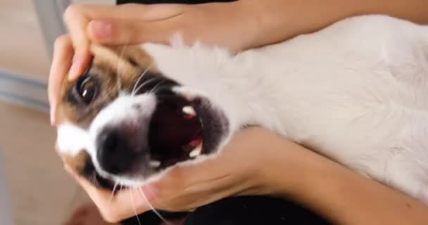 Stroke Vicces Aranyos Szájkosár Jack Russell Terrier Közelkép Nyugi — Stock videók