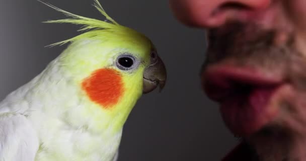 Close Profile Teach Yellow Cockatiel Parrot Speak Home Pet — Stock videók