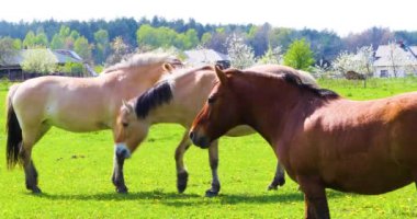 Güzel iki at karahindiba tarlasında birbirlerine göz kulak olurlar.