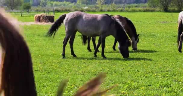 Beautiful Gray Horses Graze Sun Green Spring Grass — Wideo stockowe