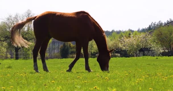 Красивая Коричневая Лошадь Пасутся Поле Одуванчиками Горизонтальные — стоковое видео