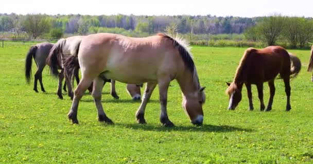Beautiful Herd Horses Sun Grazes Green Field Dandelions Horizontal — Video Stock